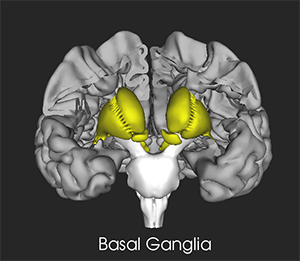 BasalGanglia-SMtB-Context-300