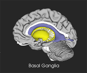 BasalGanglia-SMtB-Introduction-300